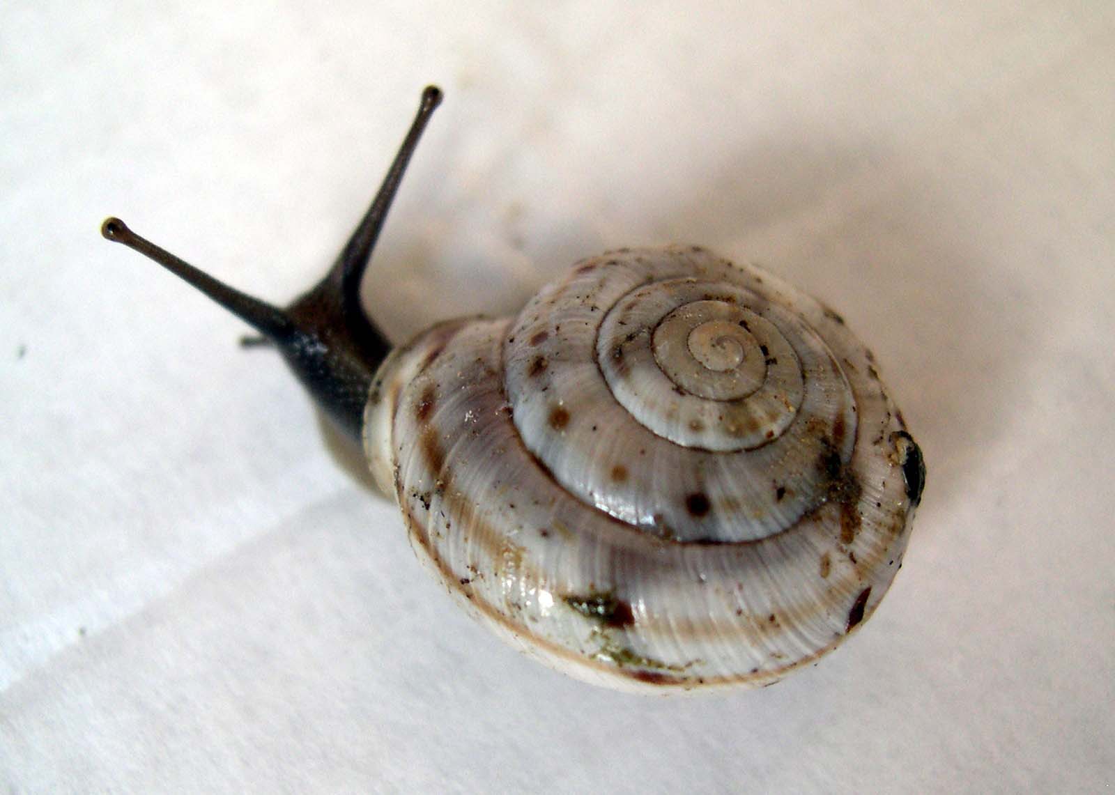 Chilostoma (Kosicia) intermedium (Frussac, 1821)